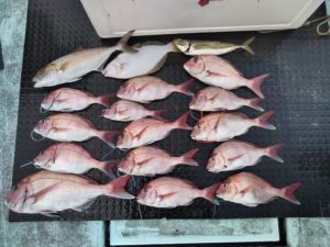 東京湾探釣隊ぼっち 釣果