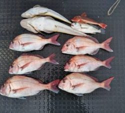 東京湾探釣隊ぼっち 釣果