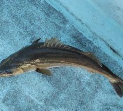 東京湾探釣隊ぼっち 釣果