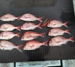 東京湾探釣隊ぼっち 釣果