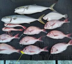 東京湾探釣隊ぼっち 釣果