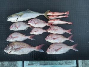 東京湾探釣隊ぼっち 釣果