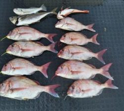 東京湾探釣隊ぼっち 釣果