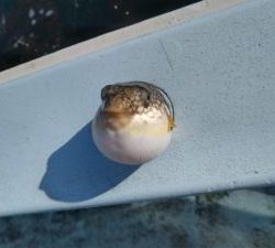 東京湾探釣隊ぼっち 釣果