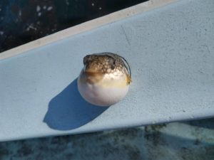 東京湾探釣隊ぼっち 釣果