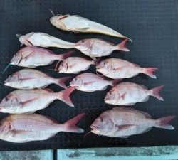 東京湾探釣隊ぼっち 釣果