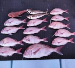 東京湾探釣隊ぼっち 釣果