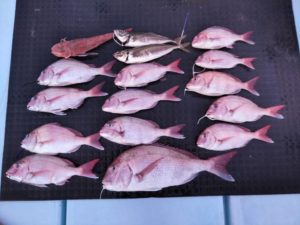 東京湾探釣隊ぼっち 釣果