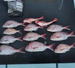 東京湾探釣隊ぼっち 釣果