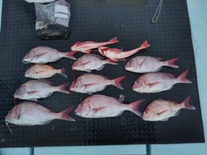 東京湾探釣隊ぼっち 釣果