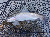 秩父フライフィールド 釣果