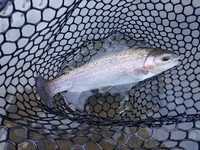 秩父フライフィールド 釣果