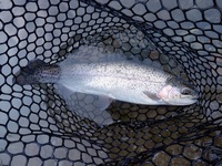 秩父フライフィールド 釣果