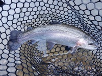 秩父フライフィールド 釣果