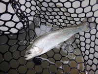 秩父フライフィールド 釣果