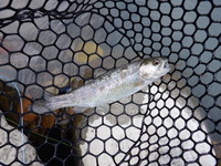 秩父フライフィールド 釣果