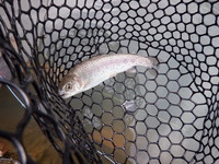 秩父フライフィールド 釣果