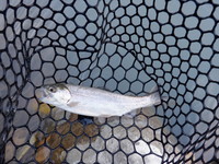 秩父フライフィールド 釣果