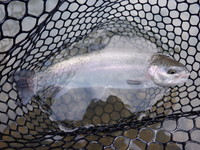 秩父フライフィールド 釣果