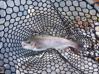 秩父フライフィールド 釣果