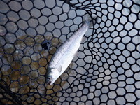 秩父フライフィールド 釣果