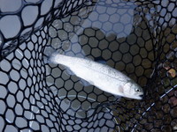 秩父フライフィールド 釣果