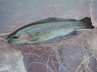 秩父フライフィールド 釣果