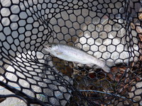 秩父フライフィールド 釣果