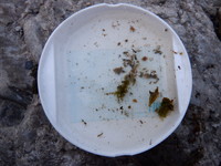 秩父フライフィールド 釣果