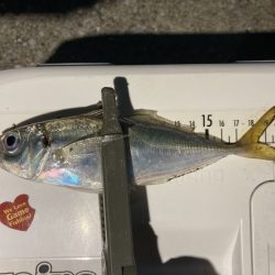 地元お気軽アジングレポート【がまかつ LUXXE宵姫　インプレッション】