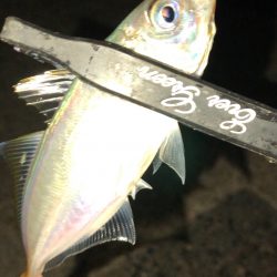 宵姫シリーズは一軍に入りそうです！ 【がまかつ LUXXE宵姫　インプレッション】