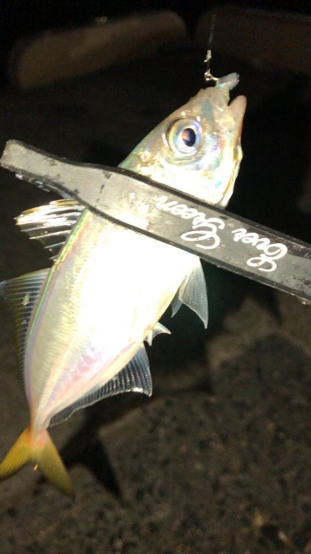 宵姫シリーズは一軍に入りそうです！ 【がまかつ LUXXE宵姫　インプレッション】