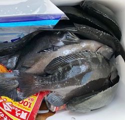 千津丸 釣果