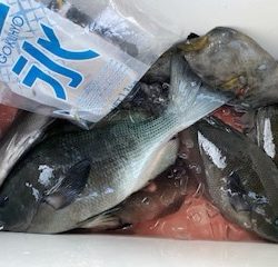 千津丸 釣果