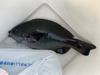 千津丸 釣果