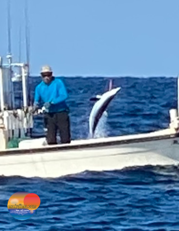 幕島丸 釣果