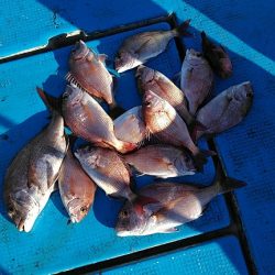 フィッシングガイド りょう 釣果