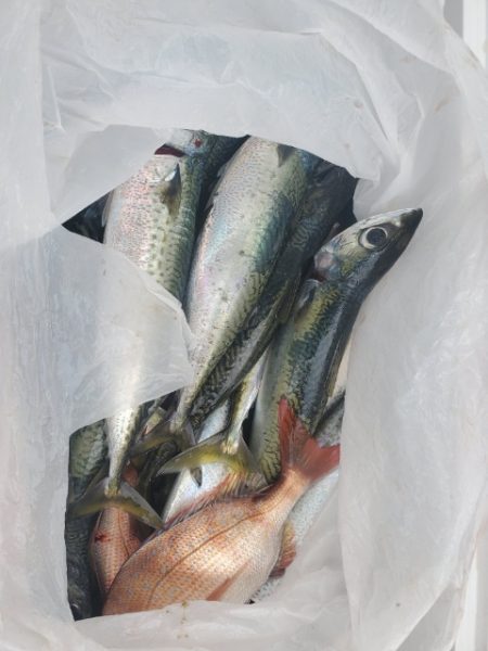海晴丸 釣果