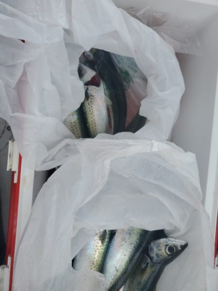 海晴丸 釣果