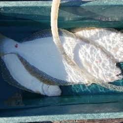 小樽港遊漁船SHAKE 釣果