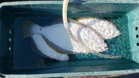 小樽港遊漁船ＳＨＡＫＥ 釣果