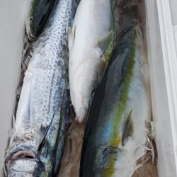 LUSTER『ラスター』 釣果