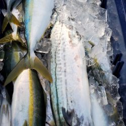 LUSTER『ラスター』 釣果