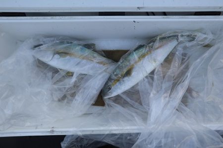 エル・クルーズ 釣果