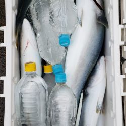 海龍丸（石川） 釣果