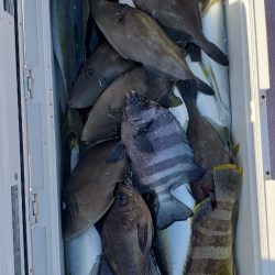 海龍丸(石川) 釣果