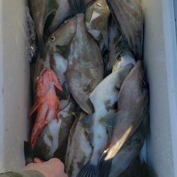 海龍丸(石川) 釣果