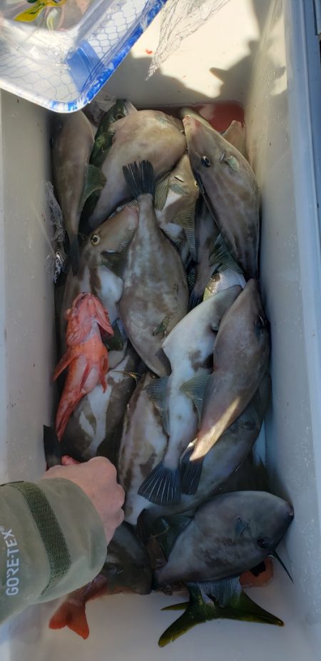 海龍丸(石川) 釣果