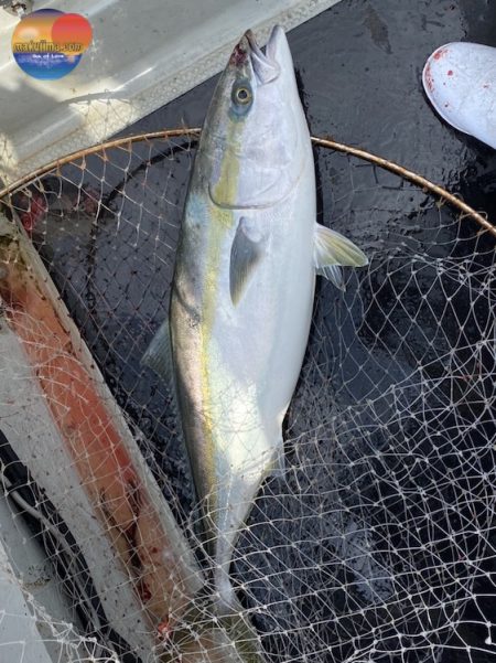 幕島丸 釣果