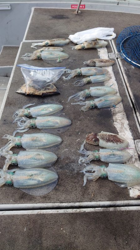 ブルースフィッシングサービス 釣果